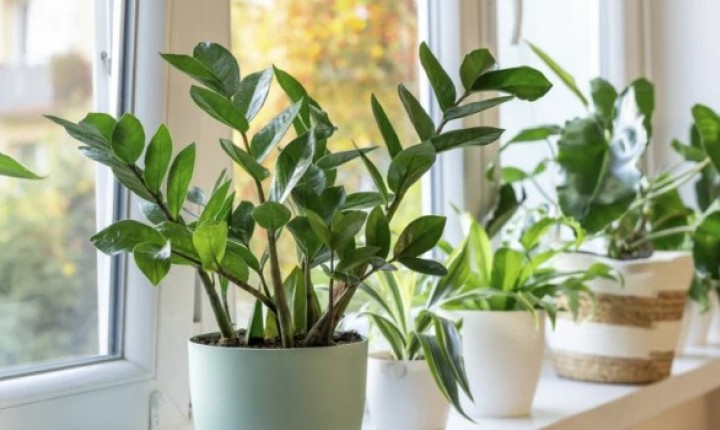 Plantas renovam energias e marcam início de 2026