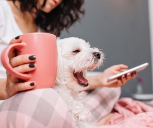 Adaptação gradual facilita volta dos pets após férias