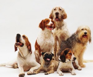 Como evitar doenças em cães e gatos antes que apareçam?