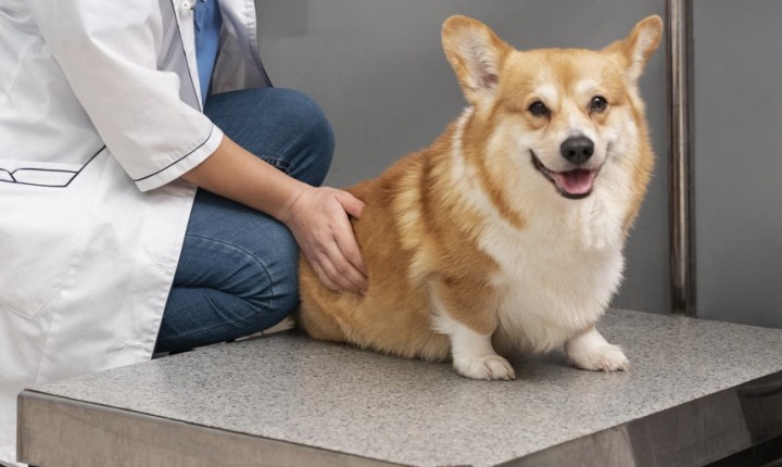 Obesidade em pets cresce e acende alerta nacional