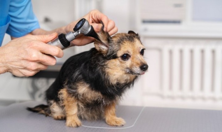 Higienização correta das orelhas evita infecções em pets
