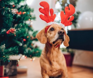 Como preparar a casa para um Natal pet friendly?