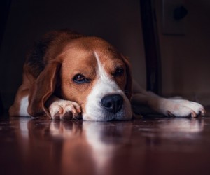 Fogos de artifício exigem atenção redobrada com cães