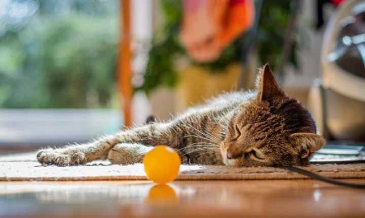 Bolas de pelo exigem atenção na rotina dos gatos