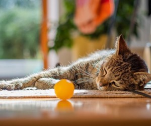 Bolas de pelo exigem atenção na rotina dos gatos