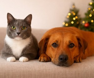 Festas e viagens podem intensificar ansiedade animal