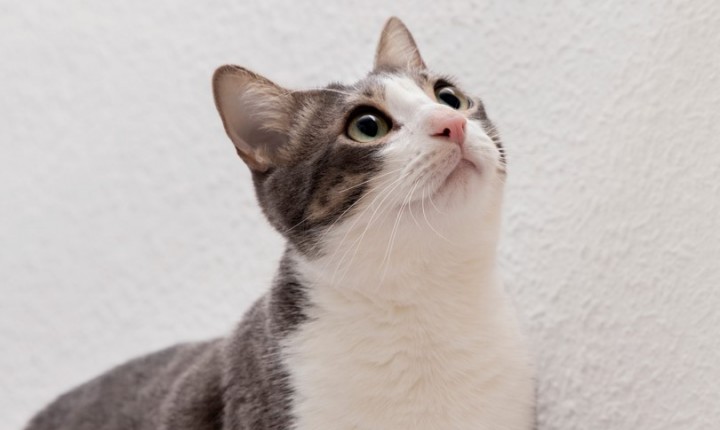 Como anda a saúde intestinal do seu gato?