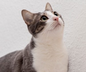 Como anda a saúde intestinal do seu gato?