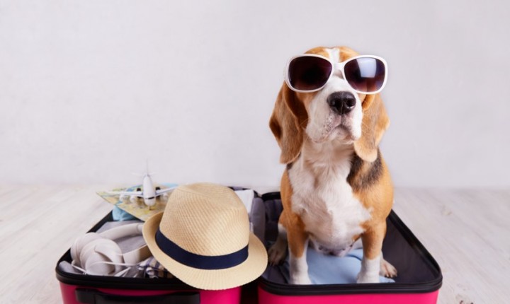 Férias com pets pedem atenção à saúde