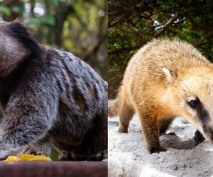 Verão em Floripa eleva acidentes com saguis e quatis
