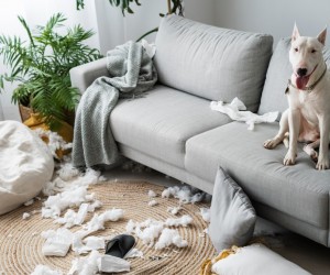 Ansiedade em pets exige atenção e cuidado diário