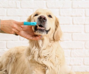 Saúde bucal do pet impacta órgãos vitais