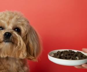 Petiscos diários podem afetar a saúde dos cães