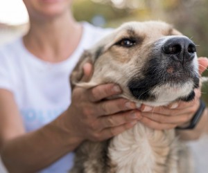 Primeira adoção pede informação e rotina organizada