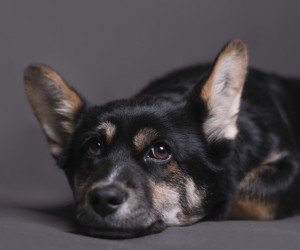 Como a dor afeta a saúde dos cães?