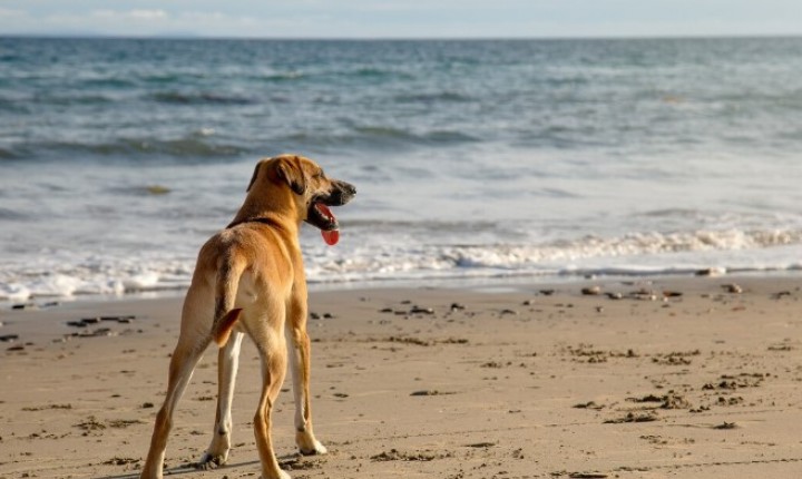 Praias de Floripa terão áreas específicas para cães
