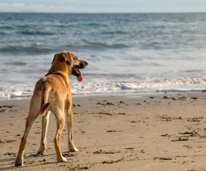 Praias de Floripa terão áreas específicas para cães