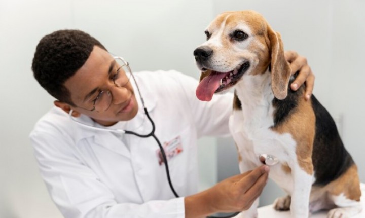 Check-ups regulares ajudam pets a viver mais