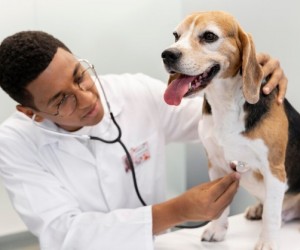 Check-ups regulares ajudam pets a viver mais
