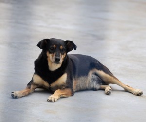 Lei de proteção a animais é sancionada em SC