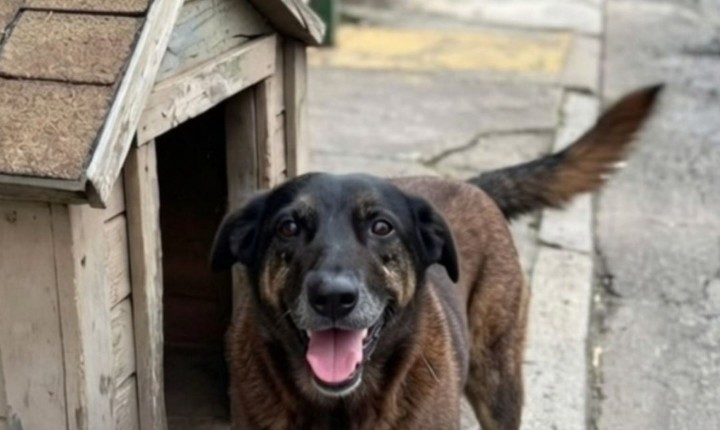 Caso Orelha leva Polícia Civil a cumprir mandados