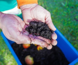 Compostagem doméstica reduz quase mil toneladas de lixo
