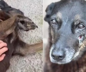 Liminar amplia controle sobre conteúdos do caso Orelha