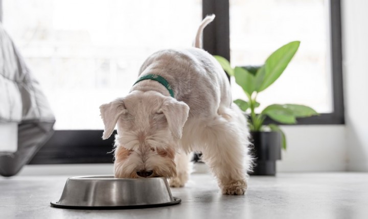 O papel do jantar na rotina dos pets