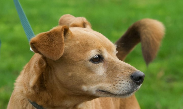 Vira-latas são mesmo mais resistentes às doenças?