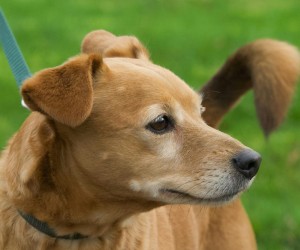Vira-latas são mesmo mais resistentes às doenças?