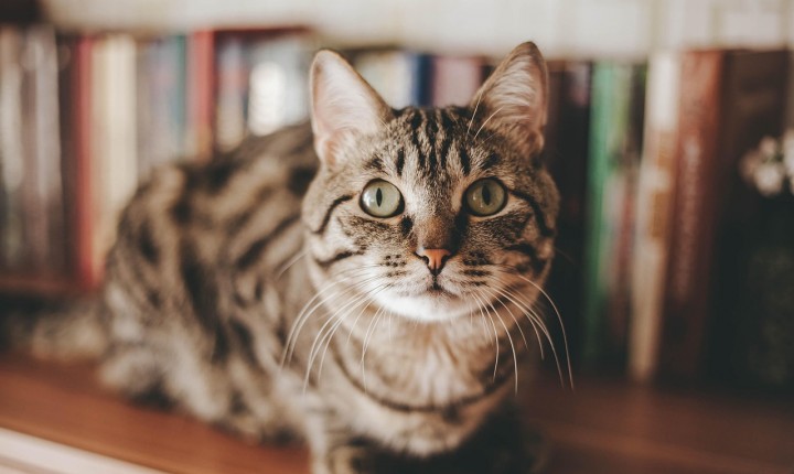 Doença dupla ameaça cães e gatos idosos