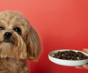 Mitos e verdades que influenciam a alimentação de pets
