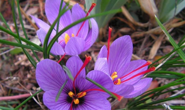 Ouro no prato, por André Vasconcelos