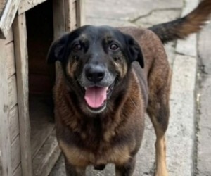 MPSC aguarda inquérito para avançar no caso Orelha