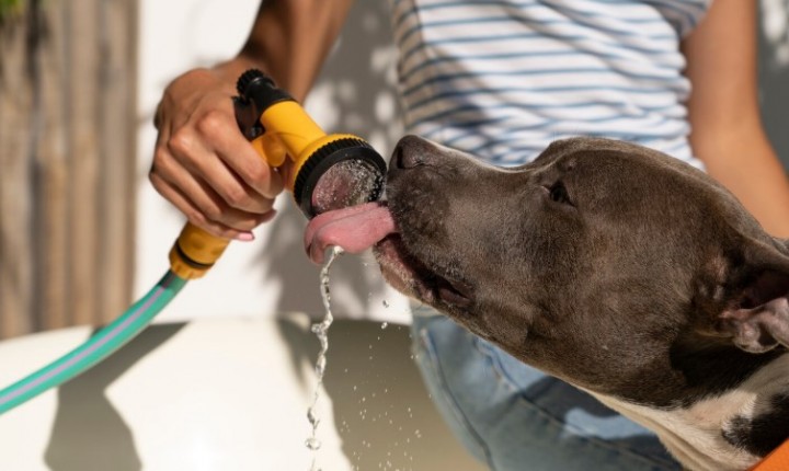 Calor intenso leva pets ao colapso térmico