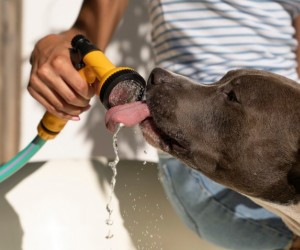 Calor intenso leva pets ao colapso térmico