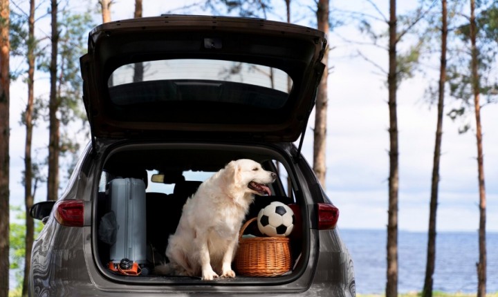 Viagens com pets crescem no Carnaval 2026