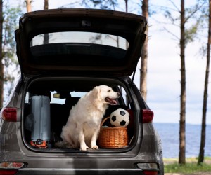 Viagens com pets crescem no Carnaval 2026