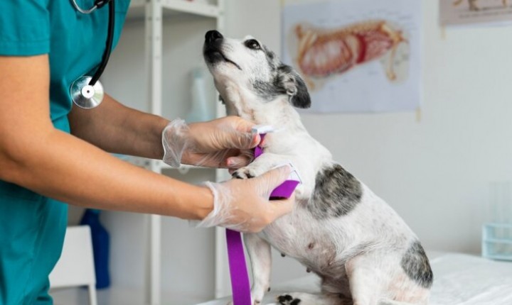 Produtos de limpeza podem afetar a saúde dos pets