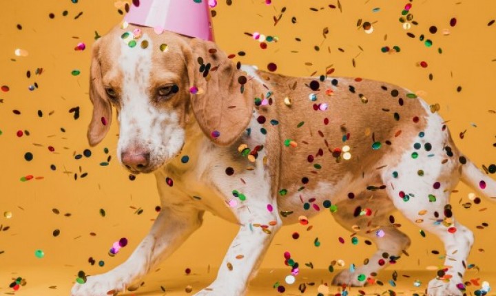 Levar seu pet ao Carnaval pode causar sérios problemas