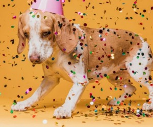 Levar seu pet ao Carnaval pode causar sérios problemas