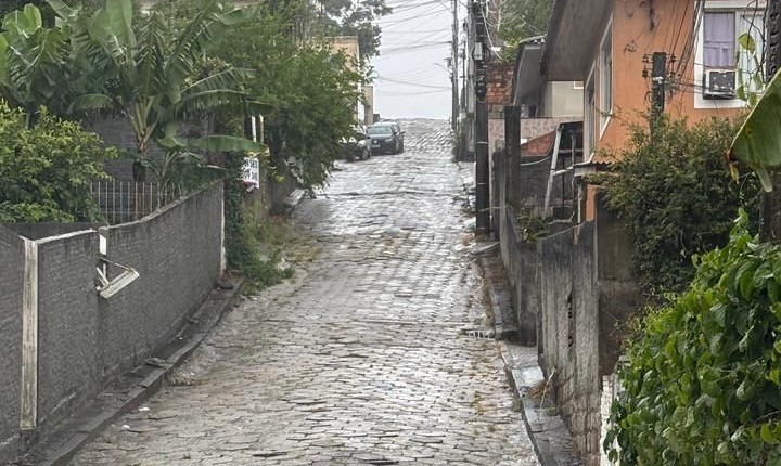 Golden Retriever e Border Collie são resgatados