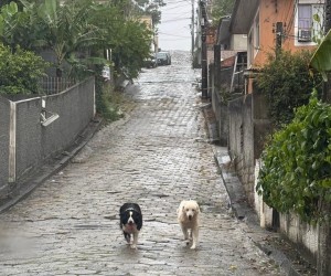 Golden Retriever e Border Collie são resgatados