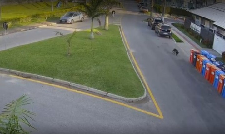 Câmeras reforçam investigação sobre morte do cão Orelha