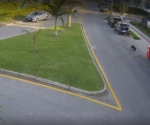 Câmeras reforçam investigação sobre morte do cão Orelha