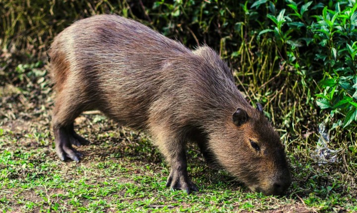 Pesquisa descarta carrapato da febre maculosa na Capital