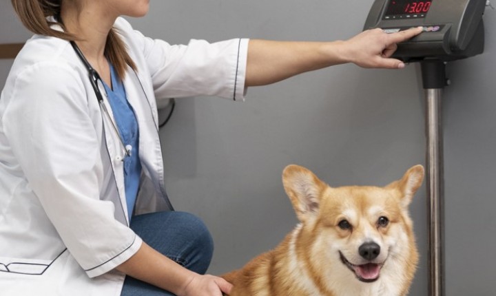 Excesso de peso ameaça saúde dos animais