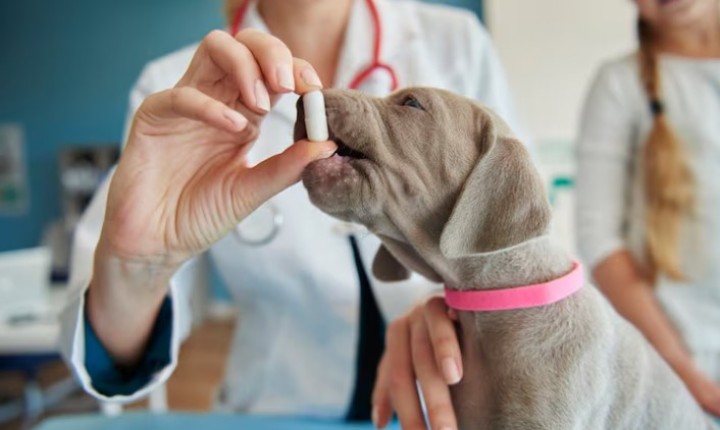 Remédio de gente pode matar pets