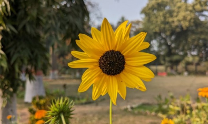 Dez flores resistentes para colorir seu jardim