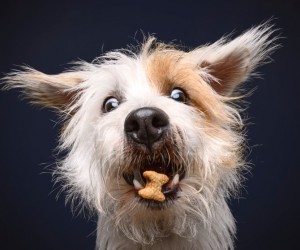 Snacks além do agrado ganham função estratégica